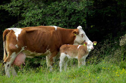 Animal husbandry, cows grazing on a green meadow, farm animals