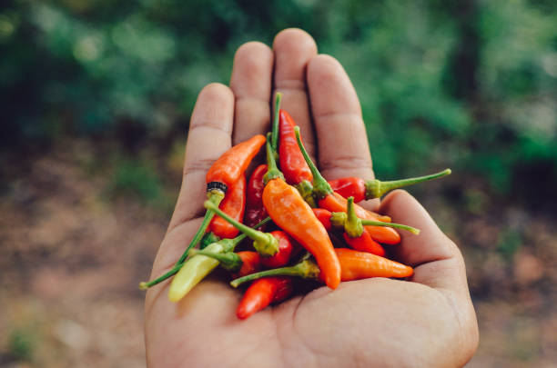 istock thai red chili recipe for making thai food 1399347104