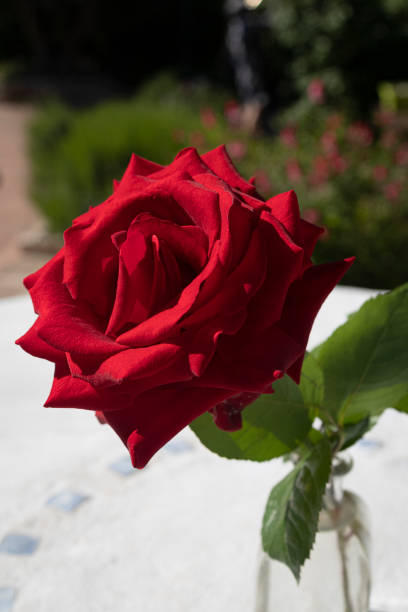 istock Beautiful red rose in a glass vase with water 1399347178