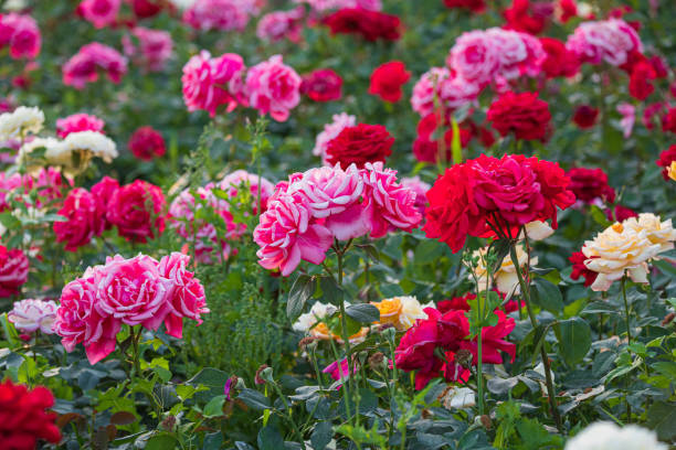 Close-Up Of Pink Roses