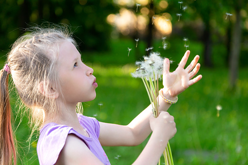 Cute caucasian little girl is blowing on dandelion flowers in summer park, dandelion seeds are flying, allergy free concept