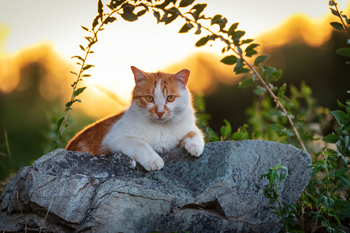 Autumn cats in foliage and beautiful landscapes in the forest in bright weather and in the sunset photo with mood