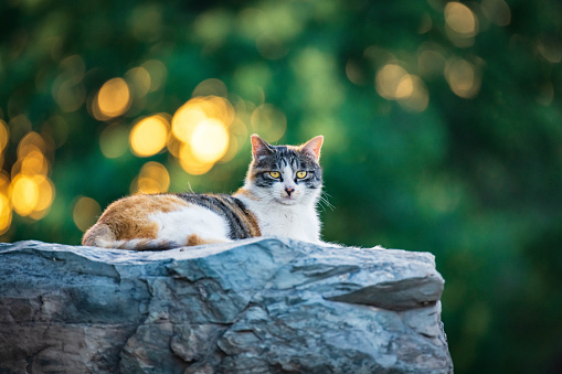 Cats in trees outdoors