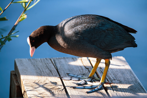Eurasian coot stands by the water