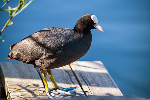 Eurasian coot stands by the water