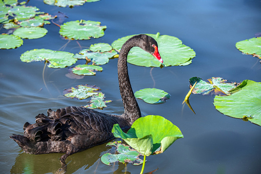 Black swan swimming on a lake
