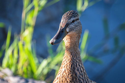 Portrait of duck head