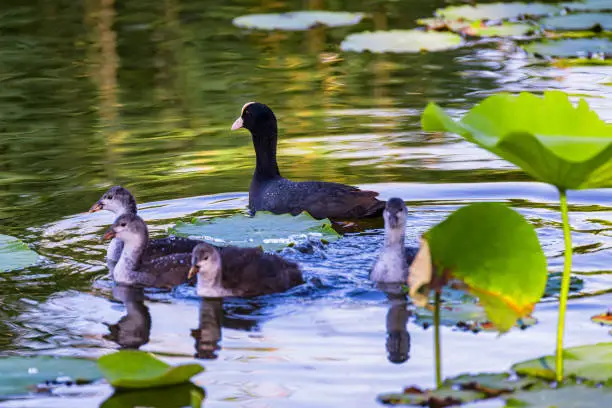 Photo of Eurasian Coot family