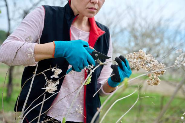 istock Hands of female gardener in gloves with secateurs pruning hydrangea bush 1399348601