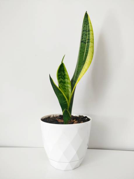 istock Sansevieria trifasciata in white plastic flowerpot 1399351640