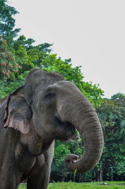 istock Animal portrait 1399353133