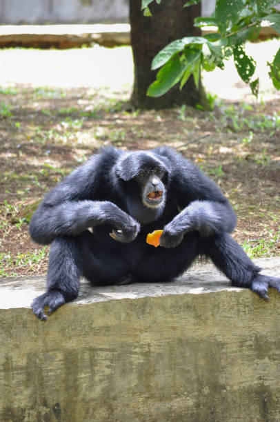 istock Animal Portrait 1399354001