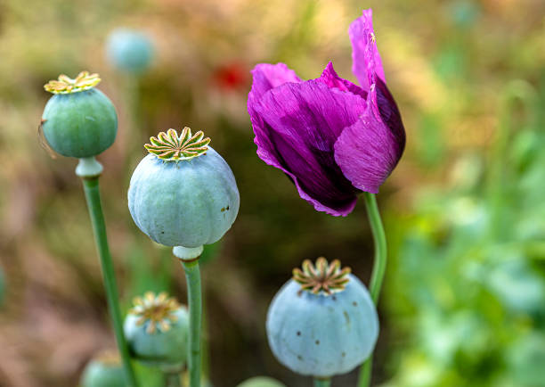 flor de amapola y amapola esperando ser cosechadas en el campo - poppy capsule fotografías e imágenes de stock