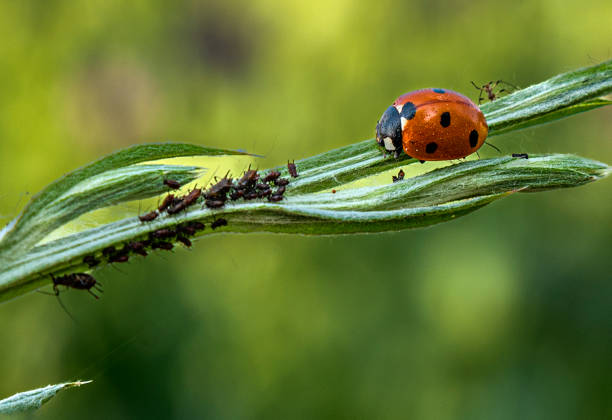 biedronka spoczywająca na gałęzi kwiatowej - ladybug grass leaf close up zdjęcia i obrazy z banku zdjęć