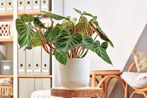 Photo of Lush topical 'Philodendron Verrucosum' houseplant