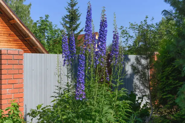 Flowering bush of blue-purple delphinium in the interior of the garden and green trees against the blue sky. Tall delphinium flowers in full bloom. Garden flowers on a sunny summer day