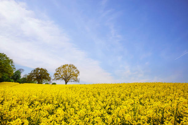istock Yellow canola field on a sunny day 1399360824