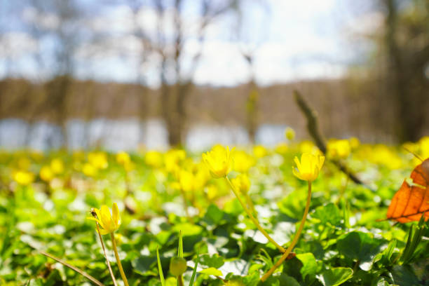 Yellow eranthis blooming in the sun on a bright day in the spring