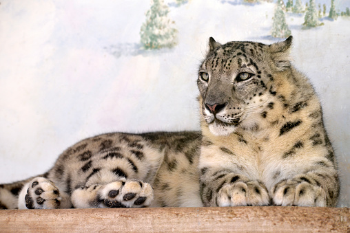 Big white Snow leopard lies with piercing yellow eyes closeup. Nature wild cat background.