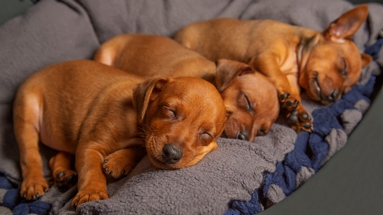 Three puppies are sleeping at home. Small, purebred puppies are resting. Close-up.