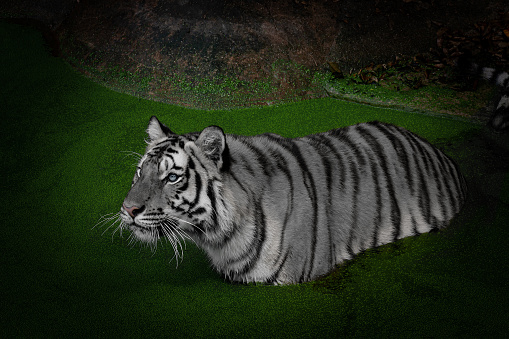Tiger (background of green grass was replaced by a blue gradient in the graphics program)