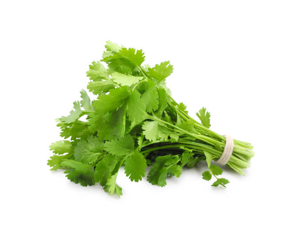 green coriander bunch isolated on white - coriander seed fotos imagens e fotografias de stock