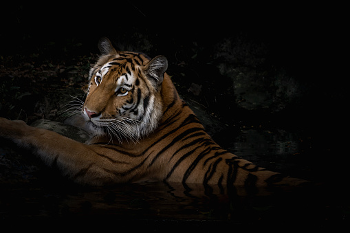 Malayan tiger (Panthera tigris jacksoni). Wildlife animal.
