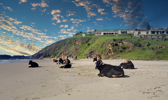Cows on the beach in Transkei, South Africa