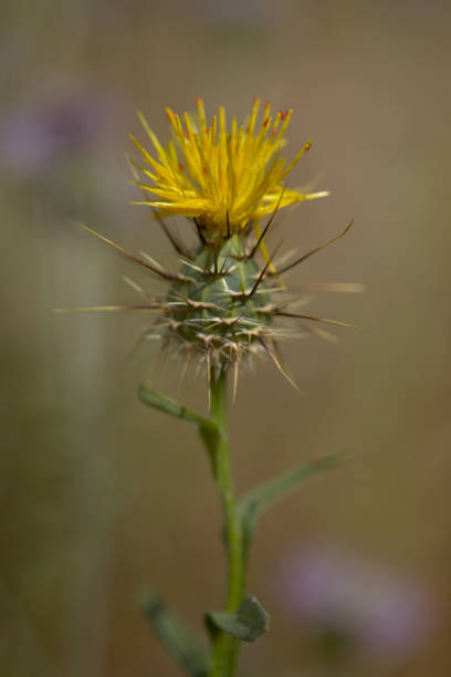 istock Flora of Gran Canaria -  yellow Centaurea melitensis 1399362468
