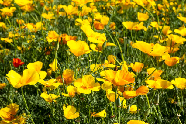 istock Eschscholzia californica 1399362612