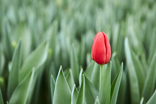 Tulips bloom in the spring garden, Close-up of tulips, colorful tulips in spring