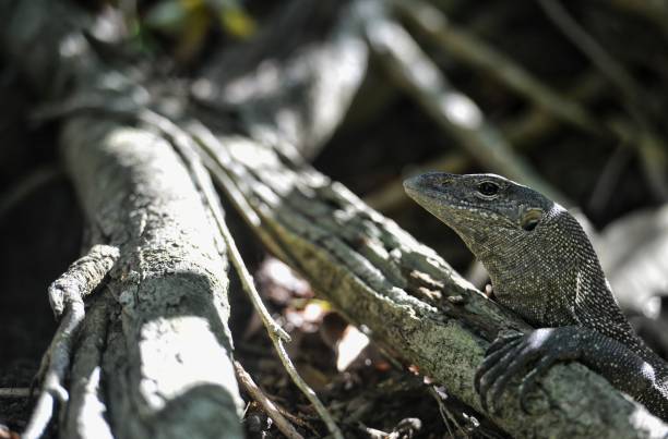 istock Animal and wildlife 1399362800
