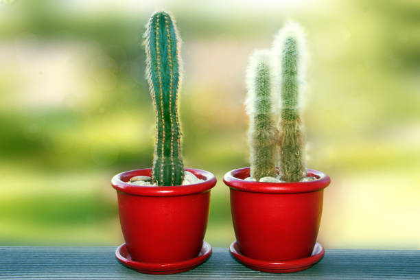 Two cactus in a red pots on a window and green blur background