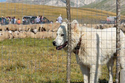 White Abruzzo Maremma shepherd dog with anti-bite, anti-wolf, anti-bear collar, behind a fence to guard a flok of sheep.