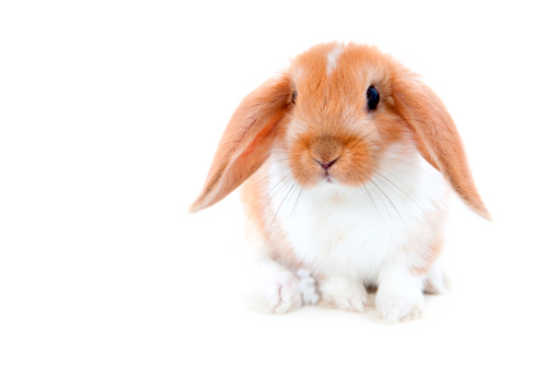 cute rabbit isolated on white
