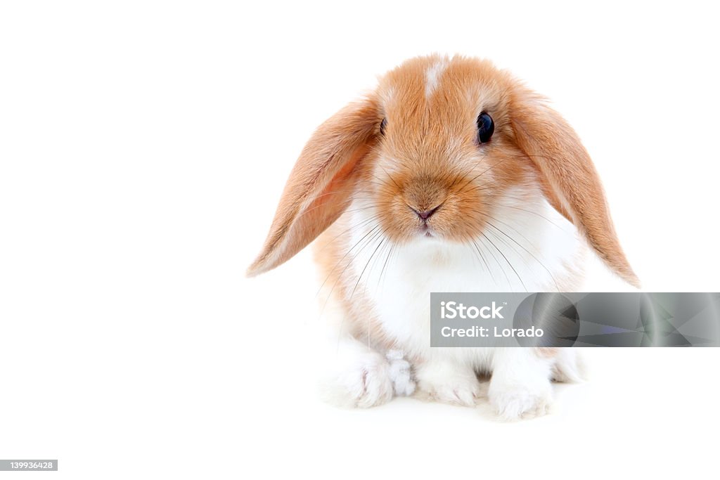 cute rabbit isolated on white Rabbit - Animal Stock Photo