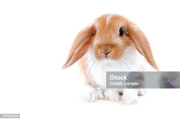 Cute Rabbit Isolated On White Stock Photo - Download Image Now - Rabbit - Animal, Baby Rabbit, White Background
