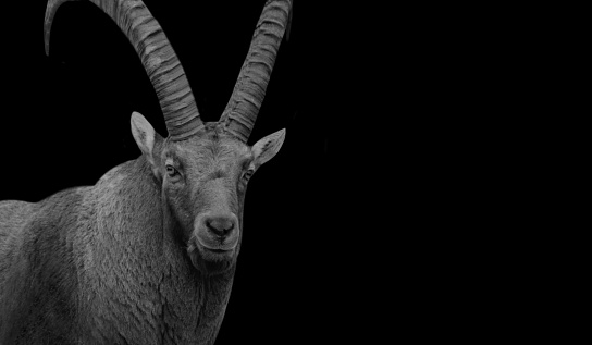 Close up portrait of a adult goat