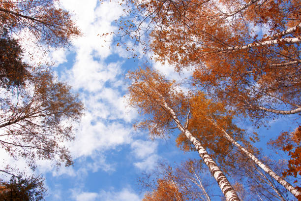 Autumn birch forest