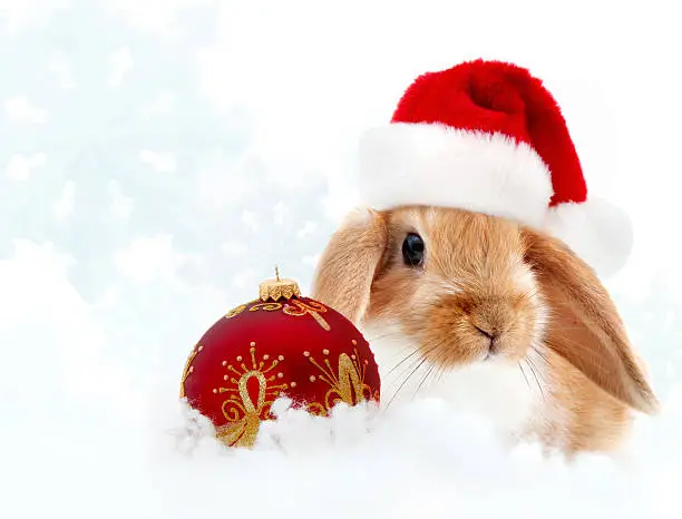 Photo of small rabbit wearing santa hat against winter background