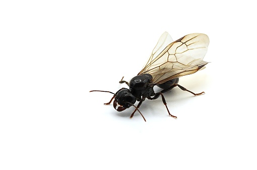 Macro photography Queen ant with wings on white background