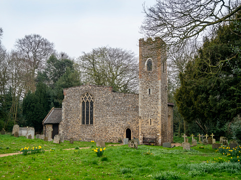 The parish church of St Peter in Spixworth, Norfolk, Eastern England, during March, with daffodils in the churchyard and bare trees surrounding it. The church dates from the 12th century.