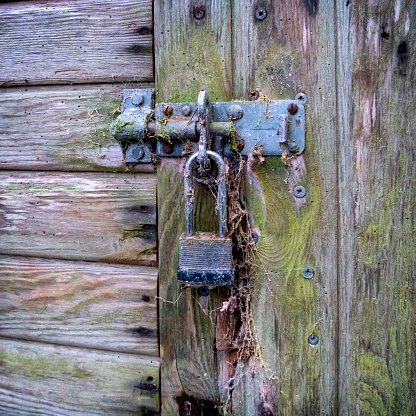 A lock on a wooden shed door which has been unused for so long that it is encrusted with cobwebs, organic matter and dirt. The structure is also suffering from woodworm and rot.