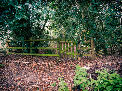 An elderly gate in part of a fence standing alone in woodland. It would be quicker to go round it than through it!