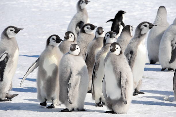 istock Group of Emperor Penguin Chicks 139936682