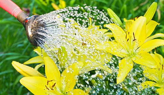Watering flowers - Yellow Lily