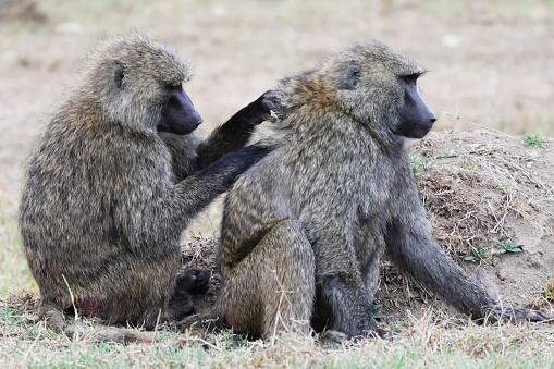 Photo of a couple of baboons groming at the Hell's Gate National Park in Kenya.