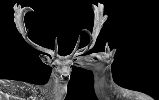 Beautiful Big Antlers Male Deer And Female Deer Kiss Her On Black Background