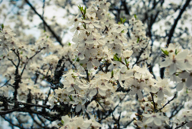 istock Beautiful white flowers of cherry tree. 1399368489