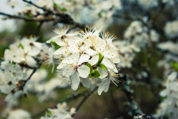 istock Beautiful white flowers of cherry tree. 1399368493
